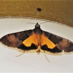 Uresiphita ornithopteralis (Tree Lucerne Moth) at Wanniassa, ACT - 12 Jan 2021 by JohnBundock
