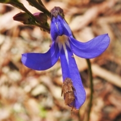 Lobelia dentata (Toothed Lobelia) at Cotter River, ACT - 11 Jan 2021 by JohnBundock