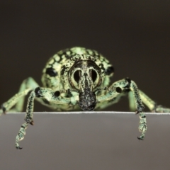 Chrysolopus spectabilis (Botany Bay Weevil) at Belconnen, ACT - 12 Jan 2021 by TimL