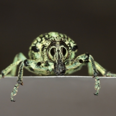 Chrysolopus spectabilis (Botany Bay Weevil) at Lake Ginninderra - 12 Jan 2021 by TimL