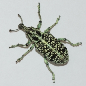 Chrysolopus spectabilis at Belconnen, ACT - 12 Jan 2021