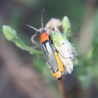 Chauliognathus tricolor (Tricolor soldier beetle) at Deakin, ACT - 13 Jan 2021 by LisaH
