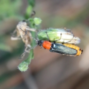 Chauliognathus tricolor at Deakin, ACT - 13 Jan 2021