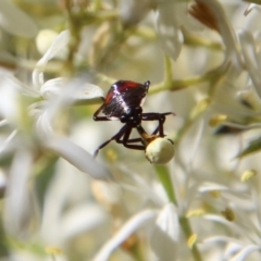 Oechalia schellenbergii (Spined Predatory Shield Bug) at Red Hill Nature Reserve - 12 Jan 2021 by LisaH