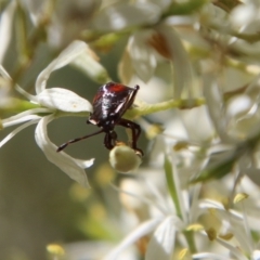 Oechalia schellenbergii at Deakin, ACT - 13 Jan 2021