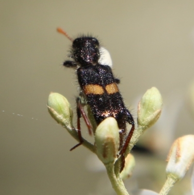 Eleale pulchra (Clerid beetle) at Deakin, ACT - 12 Jan 2021 by LisaH