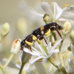 Eleale pulchra at Deakin, ACT - 13 Jan 2021