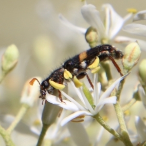 Eleale pulchra at Deakin, ACT - 13 Jan 2021