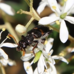 Eleale pulchra at Deakin, ACT - 13 Jan 2021