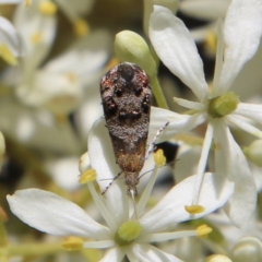 Tebenna micalis (Small Thistle Moth) at Red Hill Nature Reserve - 12 Jan 2021 by LisaH