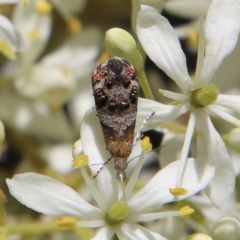 Tebenna micalis (Small Thistle Moth) at Deakin, ACT - 12 Jan 2021 by LisaH