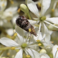 Tebenna micalis at Deakin, ACT - 13 Jan 2021 10:21 AM