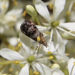 Tebenna micalis at Deakin, ACT - 13 Jan 2021