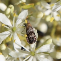 Tebenna micalis at Deakin, ACT - 13 Jan 2021 10:21 AM