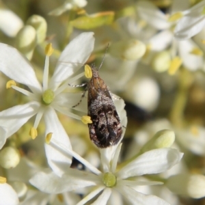 Tebenna micalis at Deakin, ACT - 13 Jan 2021 10:21 AM