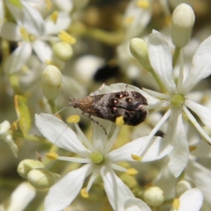 Tebenna micalis at Deakin, ACT - 13 Jan 2021 10:21 AM