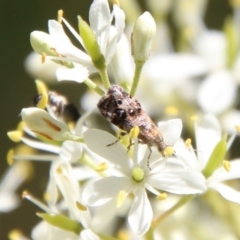 Tebenna micalis at Deakin, ACT - 13 Jan 2021 10:21 AM