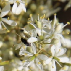 Mordellidae (family) (Unidentified pintail or tumbling flower beetle) at Red Hill Nature Reserve - 12 Jan 2021 by LisaH