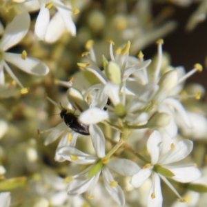 Mordellidae (family) at Deakin, ACT - 13 Jan 2021