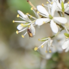 Lauxaniidae (family) (Unidentified lauxaniid fly) at Deakin, ACT - 13 Jan 2021 by LisaH