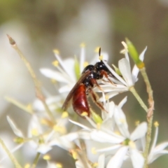 Exoneura sp. (genus) (A reed bee) at Deakin, ACT - 13 Jan 2021 by LisaH