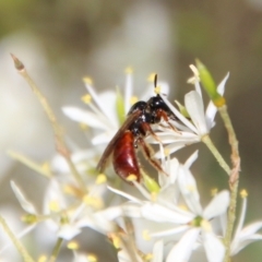 Exoneura sp. (genus) (A reed bee) at Deakin, ACT - 12 Jan 2021 by LisaH