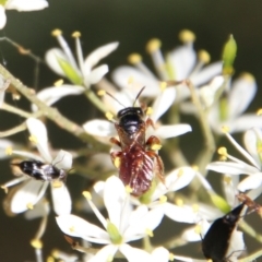 Exoneura sp. (genus) at Deakin, ACT - 13 Jan 2021 10:37 AM