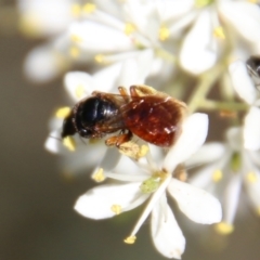 Exoneura sp. (genus) at Deakin, ACT - 13 Jan 2021 10:37 AM