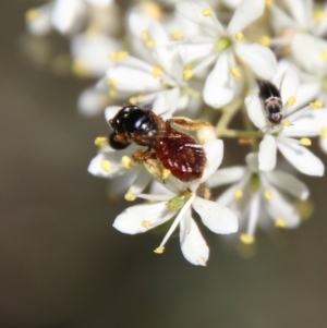 Exoneura sp. (genus) at Deakin, ACT - 13 Jan 2021