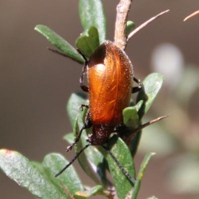 Ecnolagria grandis (Honeybrown beetle) at Red Hill Nature Reserve - 12 Jan 2021 by LisaH