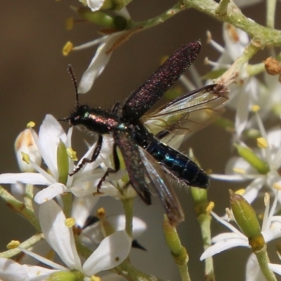 Eleale aspera (Clerid beetle) at Red Hill Nature Reserve - 12 Jan 2021 by LisaH