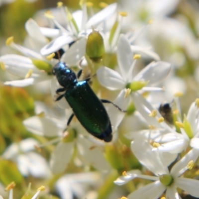 Phlogistus sp. (genus) (Clerid beetle) at Hughes, ACT - 13 Jan 2021 by LisaH