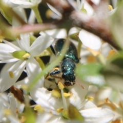 Phlogistus sp. (genus) at Hughes, ACT - 13 Jan 2021