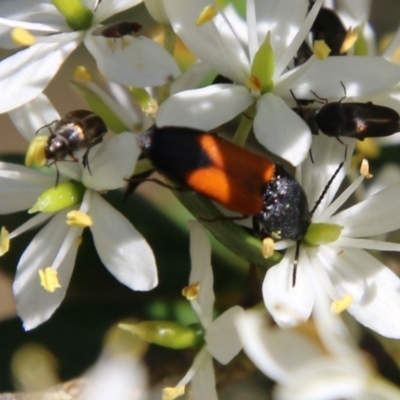 Anilicus xanthomus (A click beetle) at Red Hill Nature Reserve - 13 Jan 2021 by LisaH