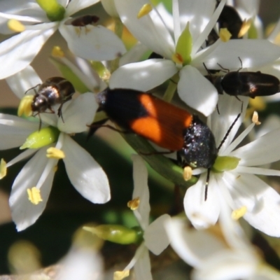 Anilicus xanthomus (A click beetle) at Hughes, ACT - 13 Jan 2021 by LisaH