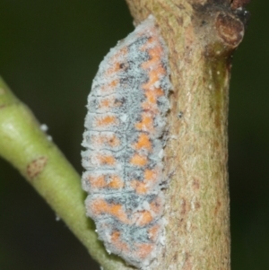 Monophlebulus sp. (genus) at Acton, ACT - 12 Jan 2021