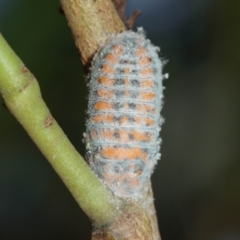 Monophlebulus sp. (genus) at Acton, ACT - 12 Jan 2021