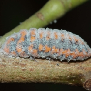 Monophlebulus sp. (genus) at Acton, ACT - suppressed