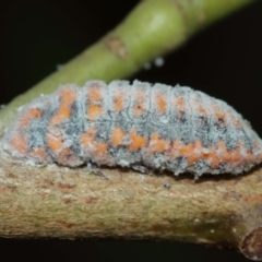 Monophlebulus sp. (genus) at Acton, ACT - 12 Jan 2021