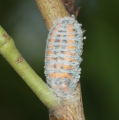 Monophlebulus sp. (genus) at Acton, ACT - suppressed