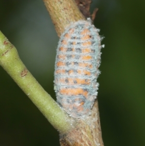 Monophlebulus sp. (genus) at Acton, ACT - 12 Jan 2021