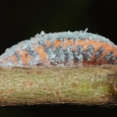 Monophlebulus sp. (genus) at Acton, ACT - suppressed