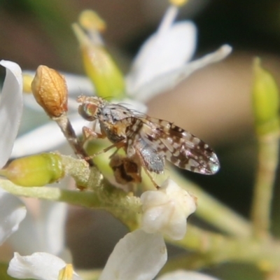 Tephritidae sp. (family) (Unidentified Fruit or Seed fly) at Hughes, ACT - 13 Jan 2021 by LisaH