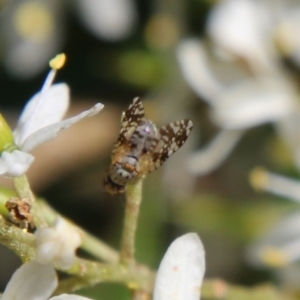 Tephritidae sp. (family) at Hughes, ACT - 13 Jan 2021 11:02 AM