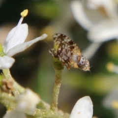 Tephritidae sp. (family) at Hughes, ACT - 13 Jan 2021 11:02 AM