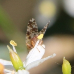 Tephritidae sp. (family) at Hughes, ACT - 13 Jan 2021