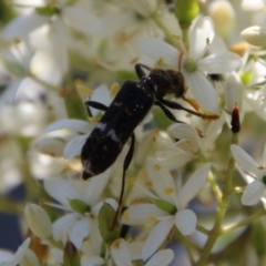 Scrobiger splendidus (Clerid beetle) at Hughes, ACT - 13 Jan 2021 by LisaH