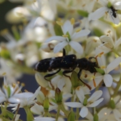 Scrobiger splendidus at Hughes, ACT - 13 Jan 2021 11:05 AM