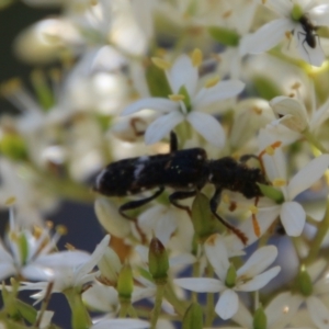 Scrobiger splendidus at Hughes, ACT - 13 Jan 2021