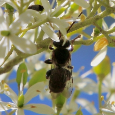 Lipotriches sp. (genus) (Halictid bee) at Hughes, ACT - 13 Jan 2021 by LisaH